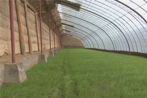 中國 張掖 高臺 農業科技服務隊形式多樣助春耕