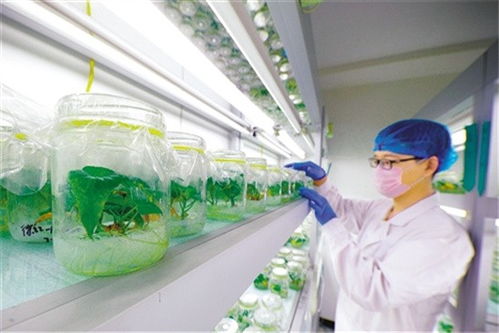 為產業扶貧插上科技翅膀 中國農科院科技扶貧紀實