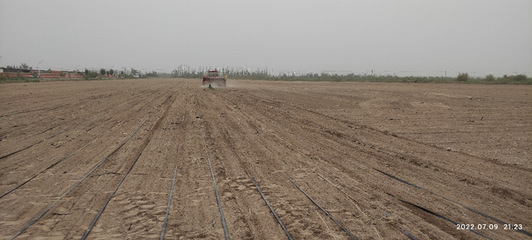 &ldquo;綠洲農(nóng)業(yè)生態(tài)與環(huán)境&rdquo;團(tuán)隊赴第三師開展鹽堿地飼料油菜栽培科技服務(wù)