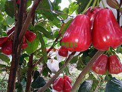 廣西哪里有蓮霧果賣,廣西實(shí)惠的天紅二號蓮霧果供應(yīng),廣西哪里有蓮霧果賣,廣西實(shí)惠的天紅二號蓮霧果供應(yīng)生產(chǎn)廠家,廣西哪里有蓮霧果賣,廣西實(shí)惠的天紅二號蓮霧果供應(yīng)價格