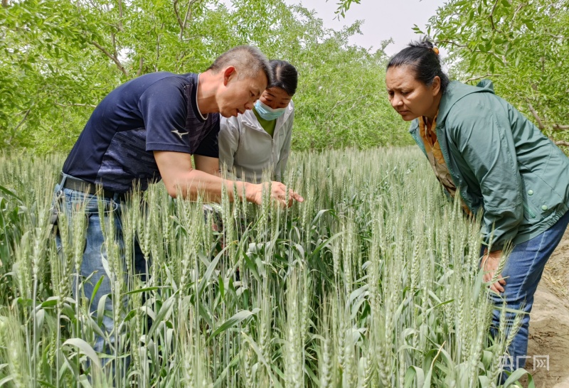 若羌:科技服務團下鄉(xiāng)開出小麥增產&ldquo;良方&rdquo;