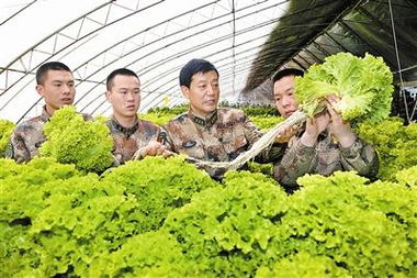 總后農副業(yè)科技服務站建現(xiàn)代農場 豐富 菜籃子