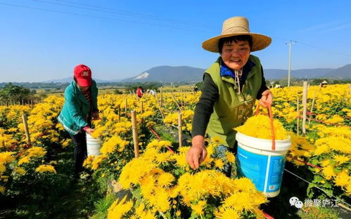 支持 合作 共贏 廬江,一封來自安徽農業大學的感謝信