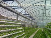 【供應(yīng)圣騎士F1蘆筍種子價(jià)格】圣騎士F1蘆筍種子,價(jià)格,廠家,供應(yīng)商,其他農(nóng)業(yè),曹縣華東蘆筍科技服務(wù) - 產(chǎn)品庫(kù) - 阿土伯交易網(wǎng)