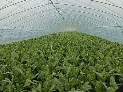 朱巷鎮(zhèn):用好集體經(jīng)濟(jì)&ldquo;三法寶&rdquo;,助力鄉(xiāng)村振興開(kāi)新局