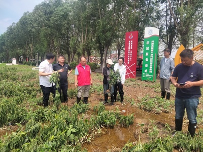 河南省科技特派員奔赴生產(chǎn)一線指導(dǎo)農(nóng)業(yè)抗災(zāi)減災(zāi)