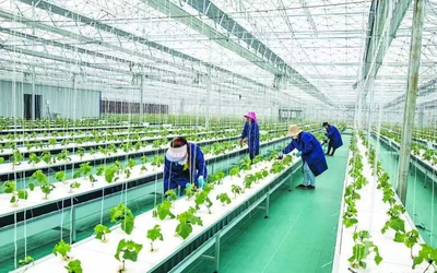 肥東縣:創新發展產業 共促鄉村振興