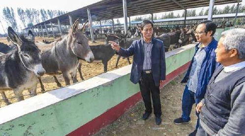 驢肉賣(mài)6000元,驢皮賣(mài)2000元,合計(jì)近萬(wàn)元,可為啥農(nóng)村沒(méi)人養(yǎng)驢