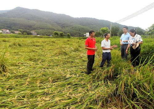 省農科院肇慶分院科技服務當地農業災后復產