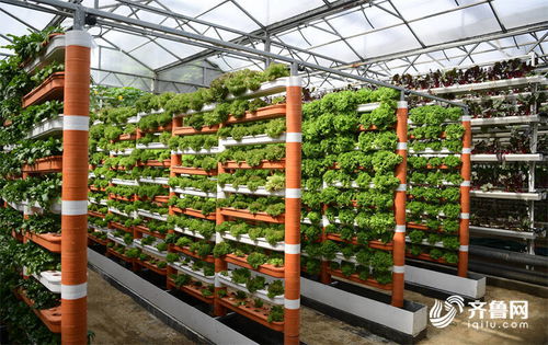 科技為農(nóng)業(yè)插上騰飛的翅膀——高端智庫看山東菜博會新技術與新品種百花齊放