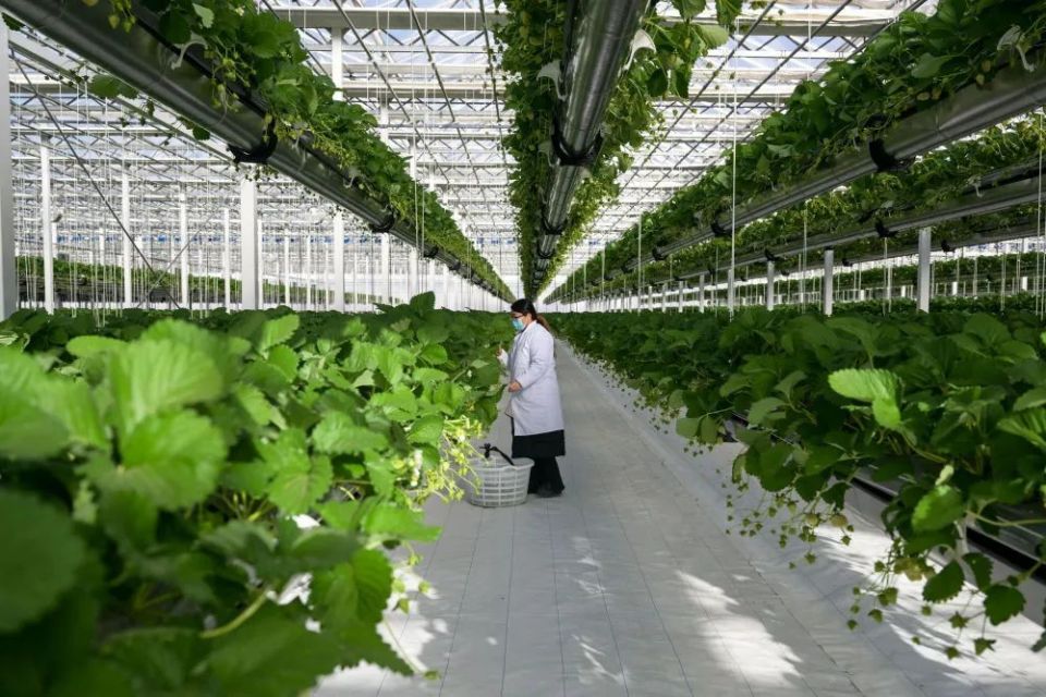 讓農(nóng)業(yè)科技成果應用提質(zhì)增速 構建高效農(nóng)業(yè)科技服務體系